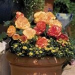 Begonia Amber Delight 12 x 9cm Pots