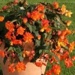 Begonia Apricot Sparkle (Trailing) 12 x 12cm Pots