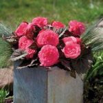 Begonia Destiny Pink 170 Small Plug Plants