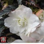 Begonia ‘Non-Stop Joy Mocca White’