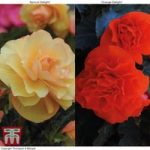Begonia ‘Fragrant Falls Improved’ Collection