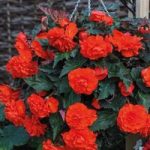 Begonia ‘Fragrant Falls Orange’