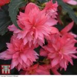 Begonia ‘Funky Pink’