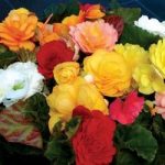 Begonia Destiny 280 (4th Delivery Period)