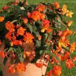 MSE Begonia Apricot Sparkle 170 Plants