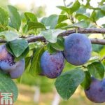 Plum ‘Black Amber’ (Mini Fruit Tree)