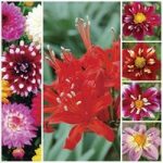 Dahlia and Guernsey Lily Collection 13 Bulbs