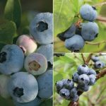 Blueberry ‘Full Season Collection’