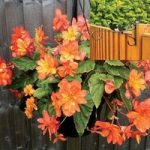 Begonia Apricot Sparkle Trailing 2 Pre-Planted Plastic Hanging Baskets And Fence Brackets