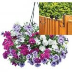 Petunia Tumbelina Scented Trailing Mix 2 Pre-Planted Plastic Hanging Baskets And Fence Brackets