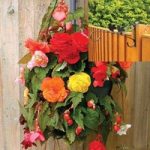 Begonia Sparkle Trailing Mix 2 Pre-Planted Plastic Hanging Baskets And Fence Brackets