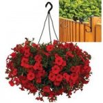 Petunia Surfinia Classic Dark Red 2 Pre-Planted Plastic H/Baskets with Fence Brackets