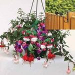 Fuchsia (Trailing) 2 Pre-Planted Plastic Hanging Baskets And Fence Brackets