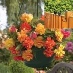 Begonia Gold Balcony 2 Pre-Planted Plastic Hanging Baskets And Fence Brackets BPF003G