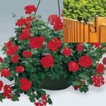 Trailing Red Geranium 2 Pre-Planted Plastic H/Baskets with Fence Brackets