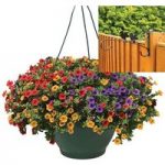 Petunia Trillion Bells Carnival Mix 2 Pre-Planted Plastic Hanging Baskets And Fence Brackets