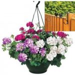 Mixed Trailing Geranium Cerise Tint 2 Pre-Planted Plastic H/Baskets with Fence Brackets