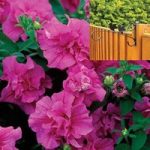 2 Pre-Planted Petunia Tumbelina Dark Pink Hanging Baskets with Fence Brackets
