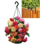 Splendide Mixed Begonias 2 Pre-Planted Plastic H/Baskets with Fence Brackets