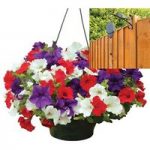 Petunia Surfinia Classic 2 Pre-Planted Plastic Hanging Baskets And Pulleys