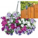 Petunia Tumbelina Scented Trailing Mix 2 Pre-Planted Plastic Hanging Baskets And Pulleys