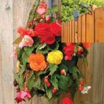 Begonia Sparkle Trailing Mix 2 Pre-Planted Plastic Hanging Baskets And Pulleys