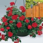 Trailing Red Geranium 2 Pre-Planted Plastic H/Baskets with Pulleys