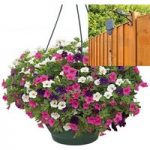 Petunia Trillion Bells Celebration Mix 2 Pre-Planted Plastic Hanging Baskets And Pulleys