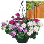 Mixed Trailing Geranium Cerise Tint 2 Pre-Planted Plastic H/Baskets with Pulleys