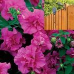 Petunia Tumbelina Scented Dark Pink 2 Pre-Planted Plastic H/Baskets with Pulleys