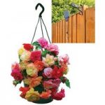 Splendide Mixed Begonias 2 Pre-Planted Plastic Hanging Baskets And Wall Brackets