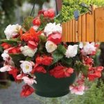 Begonia Odorata Mix 2 Pre-Planted Plastic H/Baskets with Pulleys
