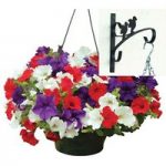 Petunia Surfinia Classic 2 Pre-Planted Plastic Hanging Baskets And Wall Brackets