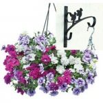 Petunia Tumbelina Scented Trailing Mix 2 Pre-Planted Plastic Hanging Baskets And Wall Brackets