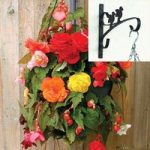Begonia Sparkle Trailing Mix 2 Pre-Planted Plastic Hanging Baskets And Wall Brackets
