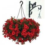 Petunia Surfinia Classic Dark Red 2 Pre-Planted Plastic H/Baskets with Wall Brackets
