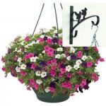 Petunia Trillion Bells Celebration Mix 2 Pre-Planted Plastic Hanging Baskets And Wall Brackets