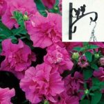 Petunia Tumbelina Scented Dark Pink 2 Pre-Planted Plastic H/Baskets with Wall Brackets