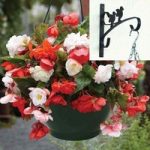 Begonia Odorata Mix 2 Pre-Planted Plastic H/Baskets with Wall Brackets