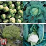Brassica Clubroot Collection