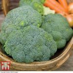 Broccoli ‘Green Magic’ (Calabrese)