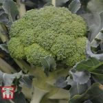 Broccoli ‘Komodo’ (Calebrese)