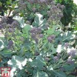 Broccoli ‘Red Fire’ (Purple Sprouting)