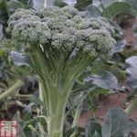 Broccoli ‘Stemia’ F1 Hybrid (Calabrese)