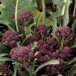 Broccoli ‘Summer Purple’ (Start-A-Garden Range)