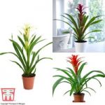 Bromeliad (House Plant)