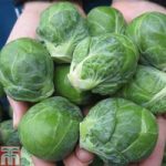 Brussels Sprout ‘Marte’ F1 Hybrid