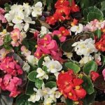 Begonia Sahara 680 Small Plugs (1st Delivery Period)