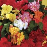 Begonia Sparkle (Trailing) 280 Medium Plugs (2nd Delivery Period)