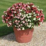 Over £50 Spend Offer Begonia Super Landscaping Mix 70 Ready Plants